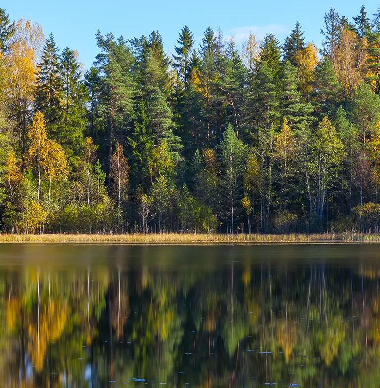 a body of water with trees in the background
