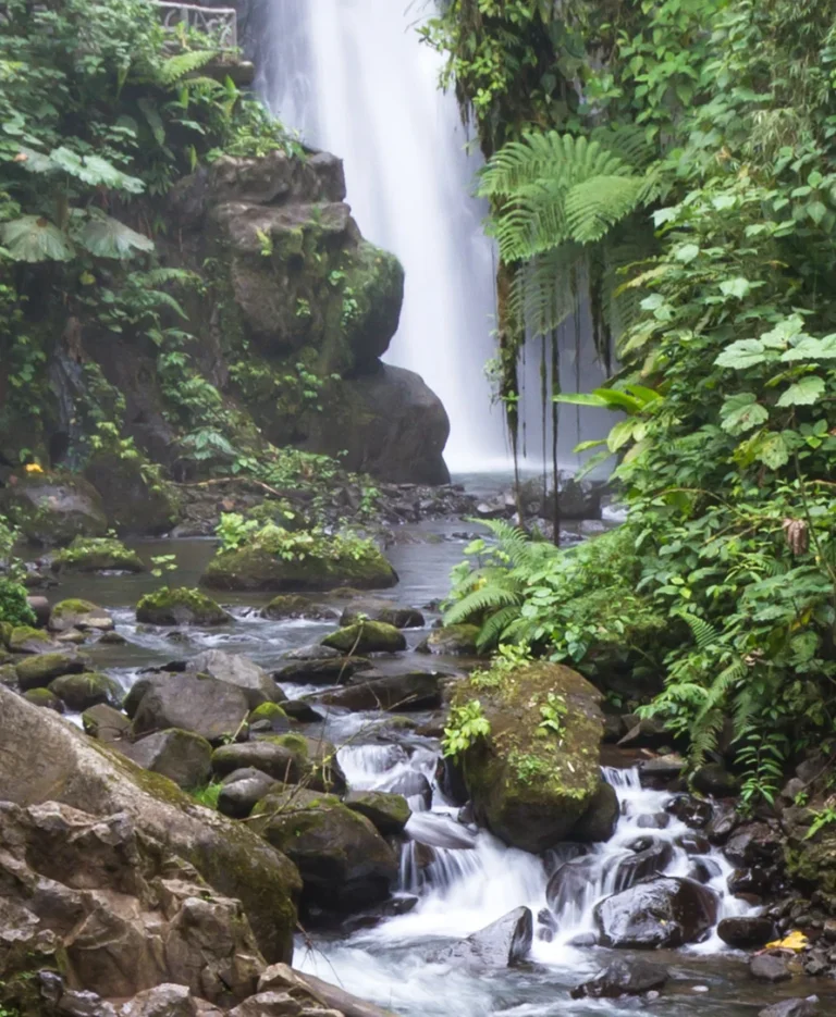 a waterfall in a forest